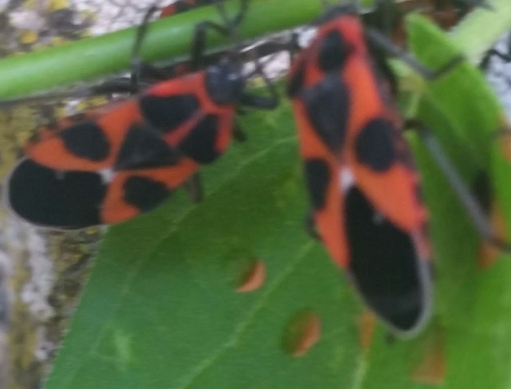 Lygaeidae: Tropidothorax leucopterus